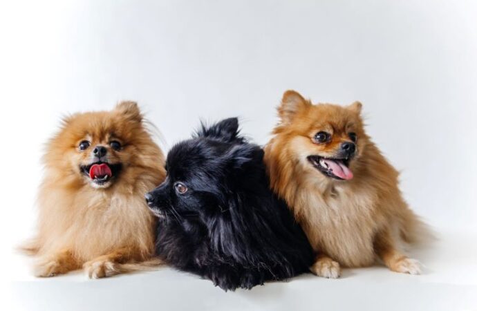 Celebrating National Dog Day: A Special Day for Our Furry Friends!<br> (August 26th)