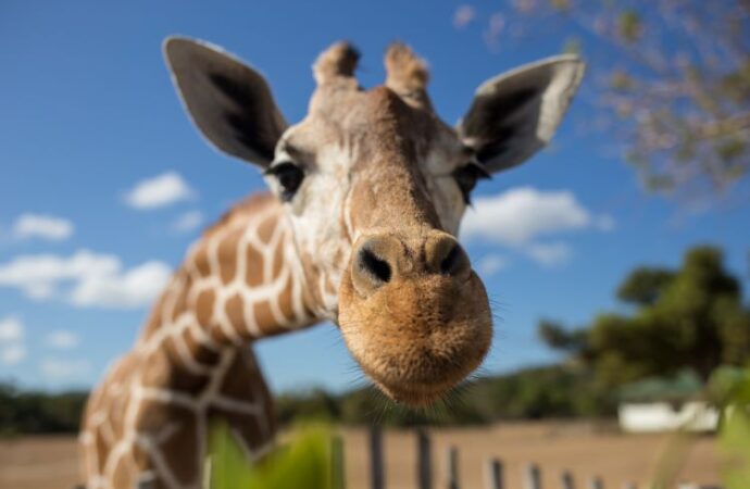 National Wildlife Day: Celebrating and Protecting Our Natural World!