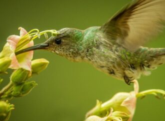 National Hummingbird Day: A Celebration of Nature’s Tiny Wonders! (Sept. 7th)