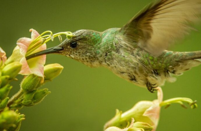 National Hummingbird Day: A Celebration of Nature’s Tiny Wonders! (Sept. 7th)