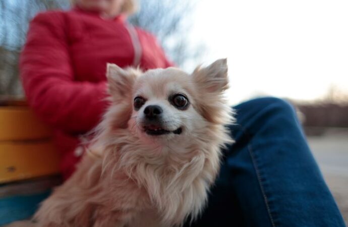 Pet Promise Day: A Special Commitment to Our Furry Friends! (Sept. 16th)