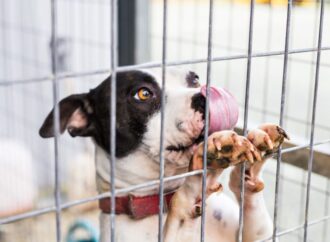 Remember Me Thursday: A Day to Shine a Light on Shelter Pets! (Sept. 26th)