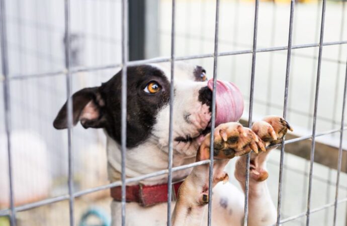 Remember Me Thursday: A Day to Shine a Light on Shelter Pets! (Sept. 26th)