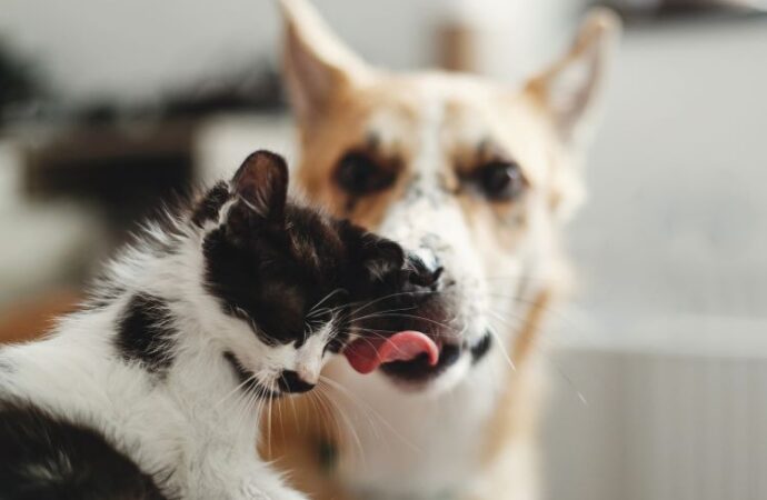 Celebrating Betty White Day: Honoring a Golden Legend! ( Jan. 17th )