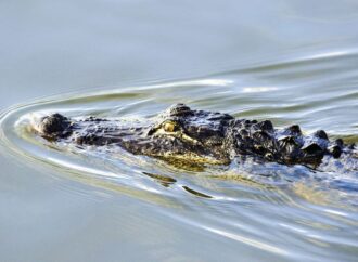 National Alligator Day: A Day to Celebrate One of Nature’s Most Fascinating Creatures!