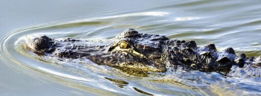 National Alligator Day: A Day to Celebrate One of Nature’s Most Fascinating Creatures!