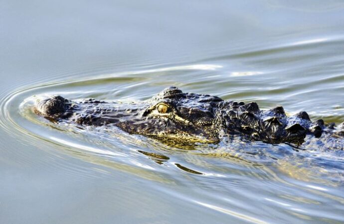 National Alligator Day: A Day to Celebrate One of Nature’s Most Fascinating Creatures!