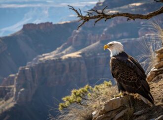 American Eagle Day: A Day to Celebrate the National Symbol!
